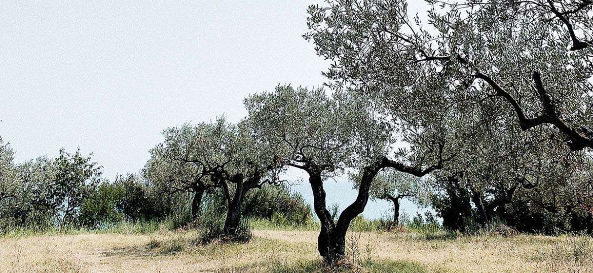 kefalakis olives 2